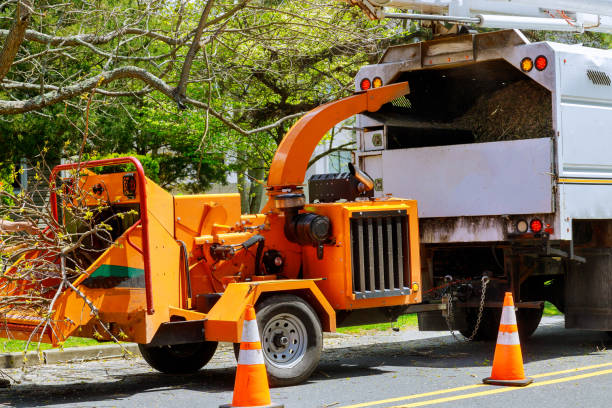 Best Storm Damage Tree Cleanup  in Old Miakka, FL